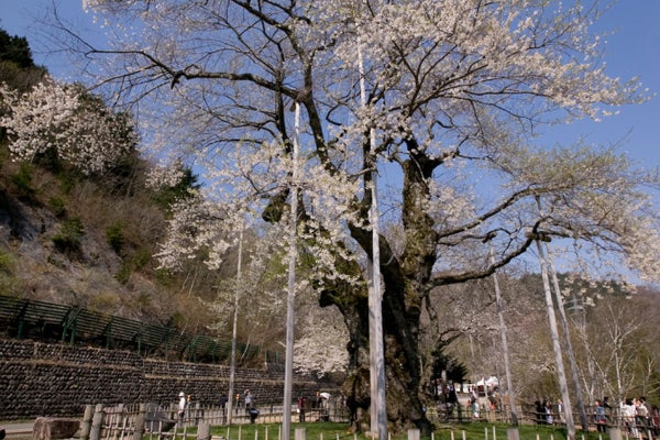 【名古屋発】飛騨さくら 桜×歴史×絶景 白川郷&奇跡の桜めぐり 春の絶景満喫ツアー3